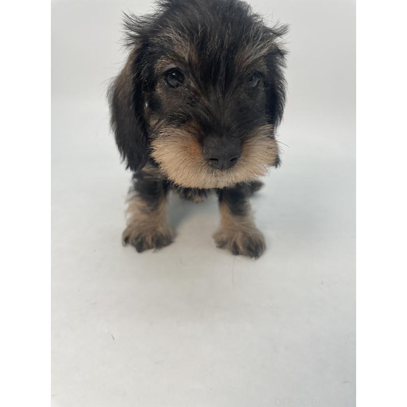 販売中の千葉県のミニチュアダックスフンド(ワイヤーヘアード)-428333の10枚目