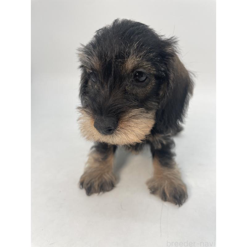 販売中の千葉県のミニチュアダックスフンド(ワイヤーヘアード)-428333の9枚目