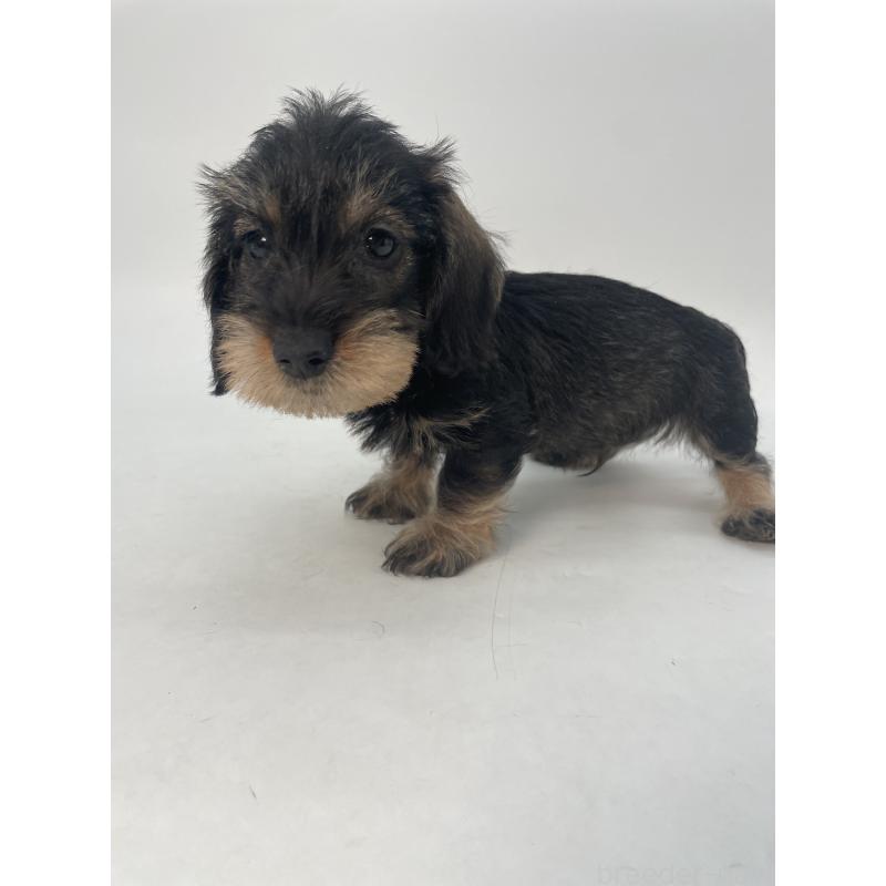 販売中の千葉県のミニチュアダックスフンド(ワイヤーヘアード)-428333の7枚目