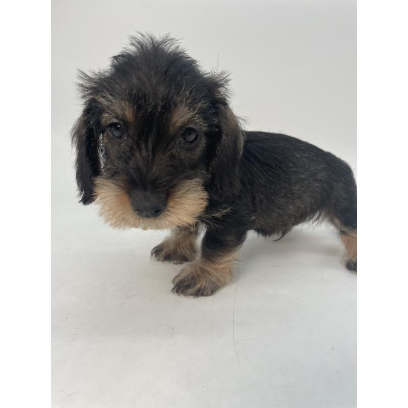 販売中の千葉県のミニチュアダックスフンド(ワイヤーヘアード)-428333の6枚目