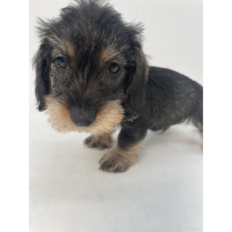 販売中の千葉県のミニチュアダックスフンド(ワイヤーヘアード)-428333の5枚目