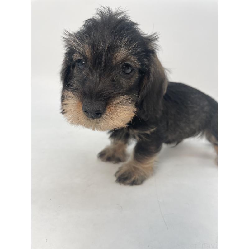 販売中の千葉県のミニチュアダックスフンド(ワイヤーヘアード)-428333の4枚目