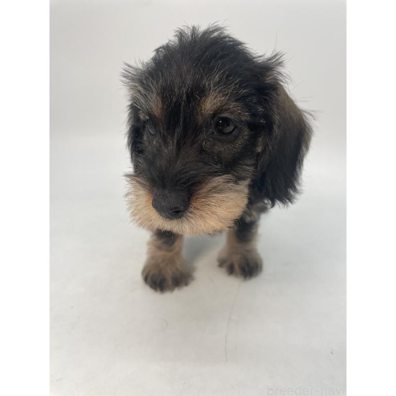 販売中の千葉県のミニチュアダックスフンド(ワイヤーヘアード)-428333の2枚目