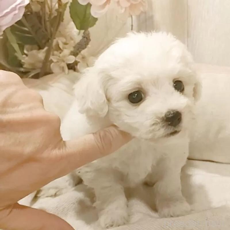 販売中の愛知県のビションフリーゼ-434229