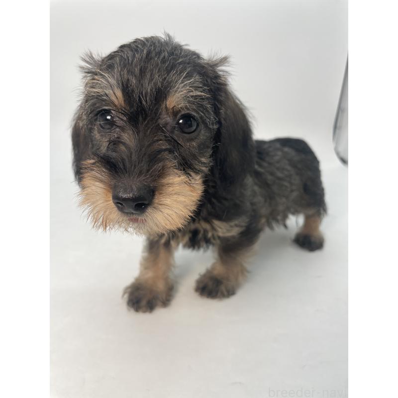 販売中の千葉県のミニチュアダックスフンド(ワイヤーヘアード)-428328の4枚目