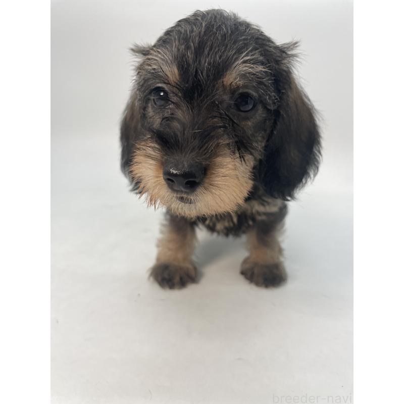 販売中の千葉県のミニチュアダックスフンド(ワイヤーヘアード)-428328の3枚目