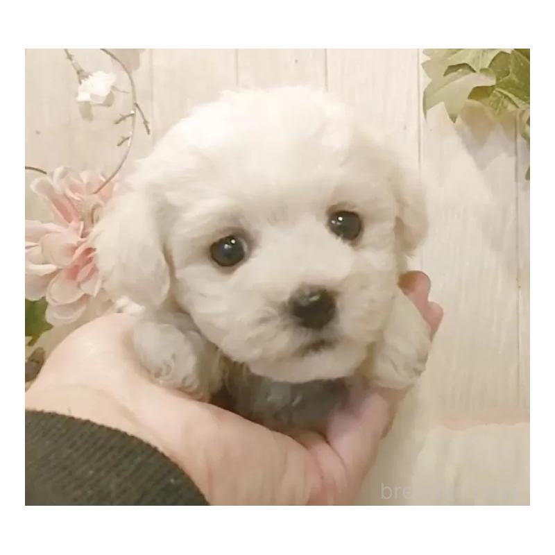 販売中の愛知県のビションフリーゼ-434229の7枚目