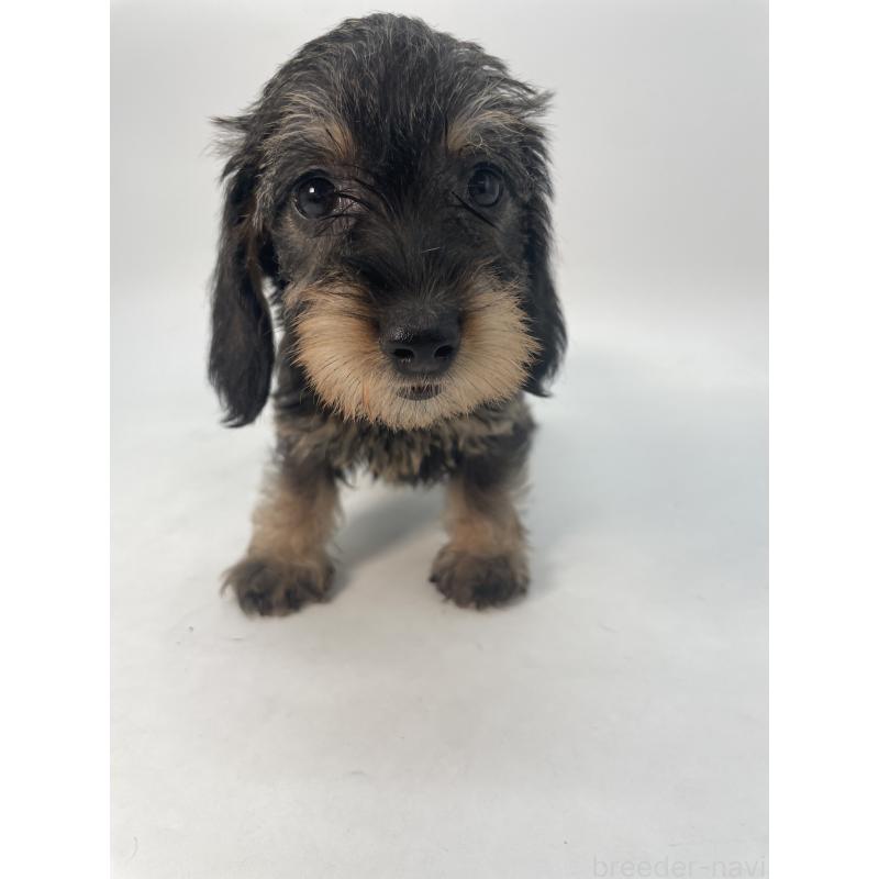 販売中の千葉県のミニチュアダックスフンド(ワイヤーヘアード)-428328の2枚目