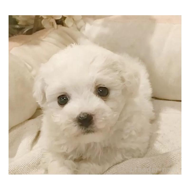 販売中の愛知県のビションフリーゼ-434229の6枚目