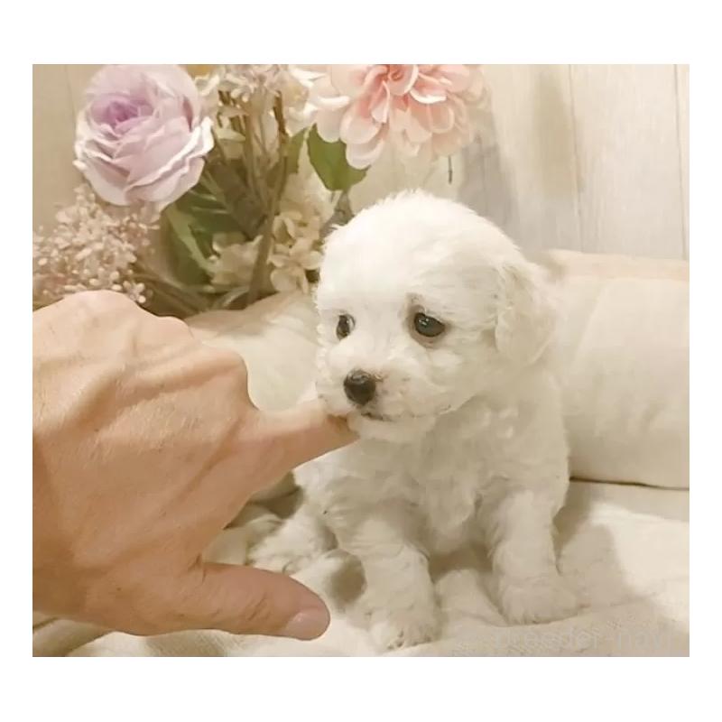 販売中の愛知県のビションフリーゼ-434229の5枚目