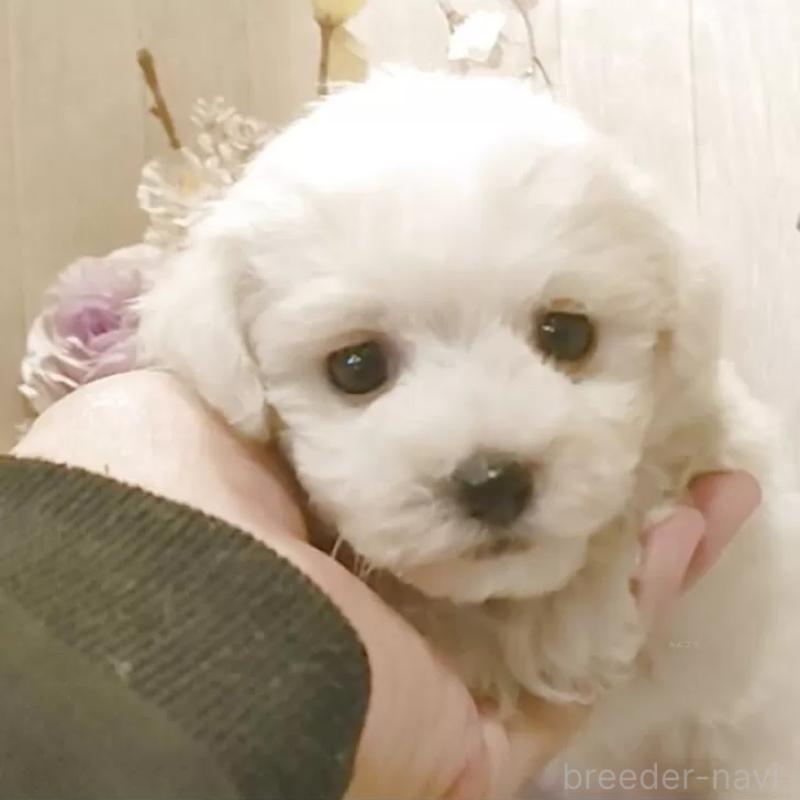 販売中の愛知県のビションフリーゼ-434229の4枚目