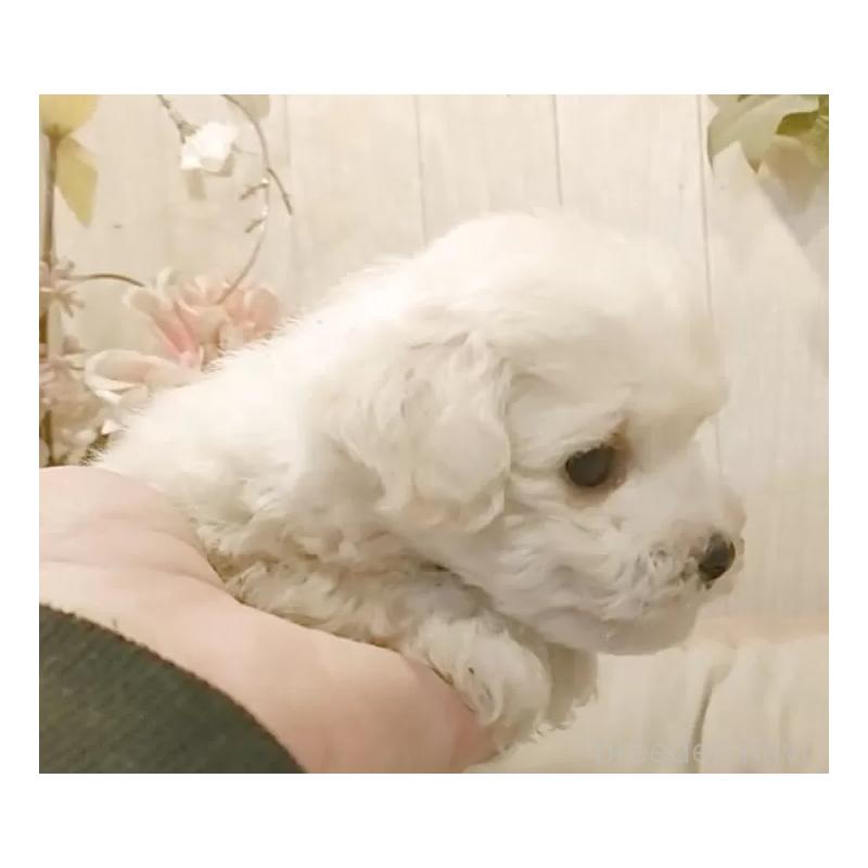 販売中の愛知県のビションフリーゼ-434229の2枚目