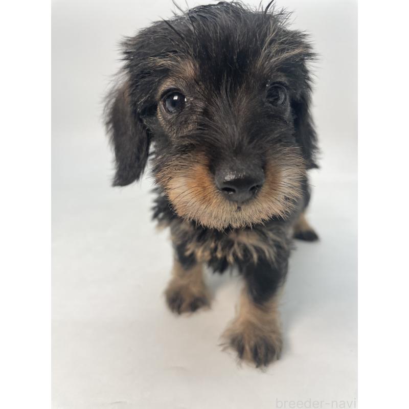 販売中の千葉県のミニチュアダックスフンド(ワイヤーヘアード)-431043