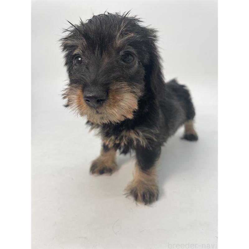 販売中の千葉県のミニチュアダックスフンド(ワイヤーヘアード)-431043の13枚目