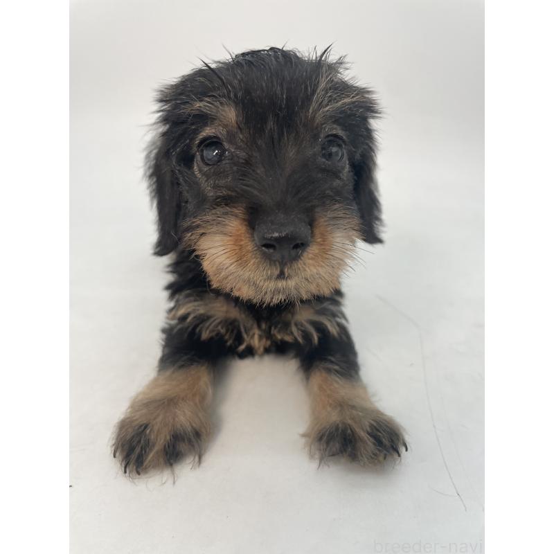 販売中の千葉県のミニチュアダックスフンド(ワイヤーヘアード)-431043の12枚目