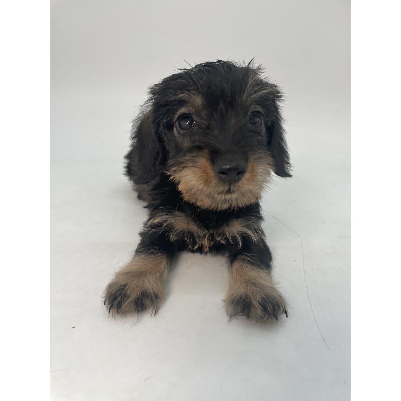 販売中の千葉県のミニチュアダックスフンド(ワイヤーヘアード)-431043の10枚目