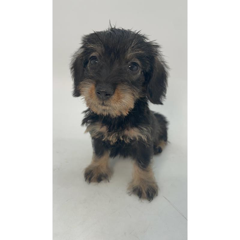 販売中の千葉県のミニチュアダックスフンド(ワイヤーヘアード)-431043の8枚目