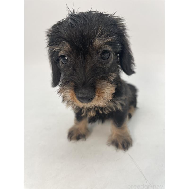 販売中の千葉県のミニチュアダックスフンド(ワイヤーヘアード)-431043の7枚目