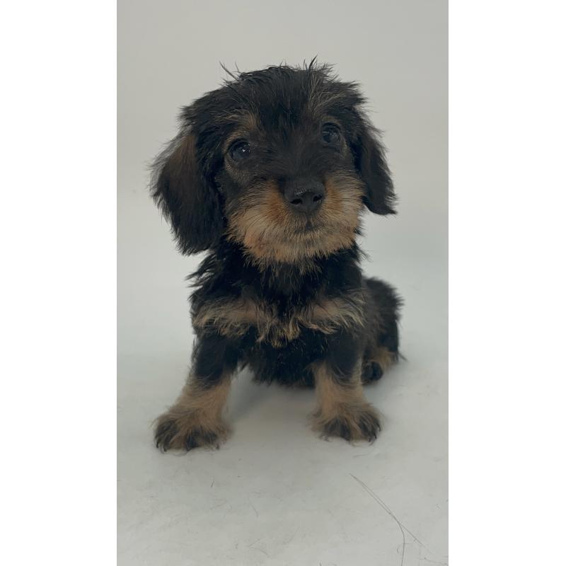 販売中の千葉県のミニチュアダックスフンド(ワイヤーヘアード)-431043の6枚目