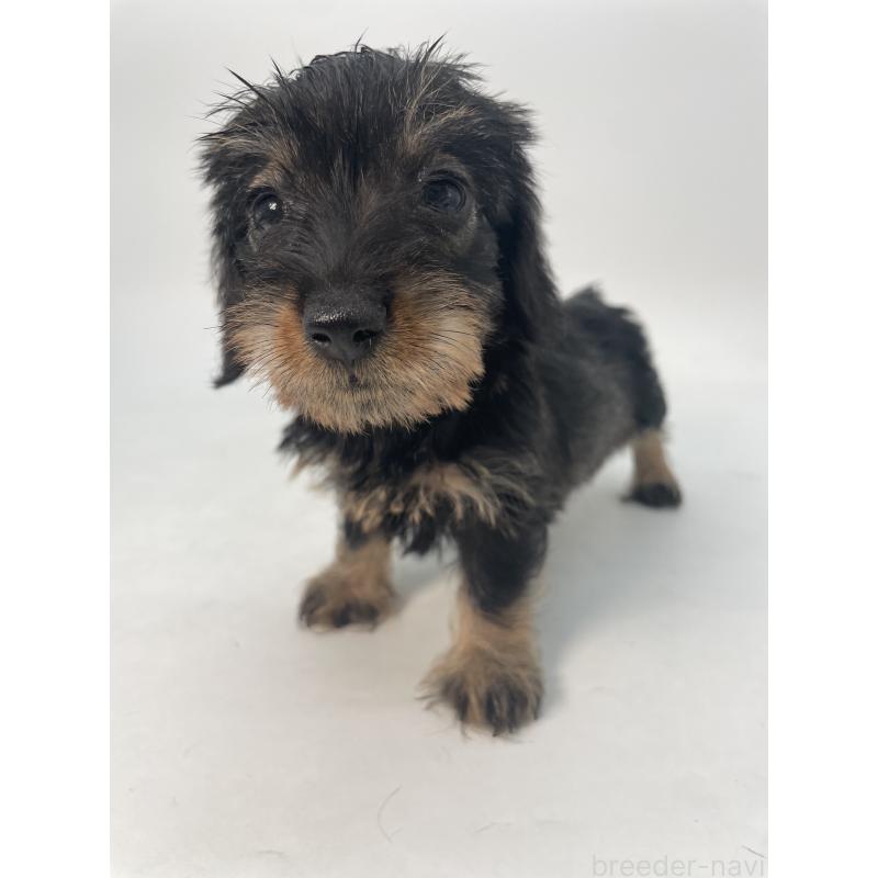 販売中の千葉県のミニチュアダックスフンド(ワイヤーヘアード)-431043の5枚目