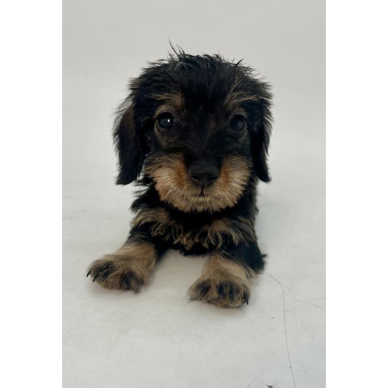 販売中の千葉県のミニチュアダックスフンド(ワイヤーヘアード)-431043の4枚目