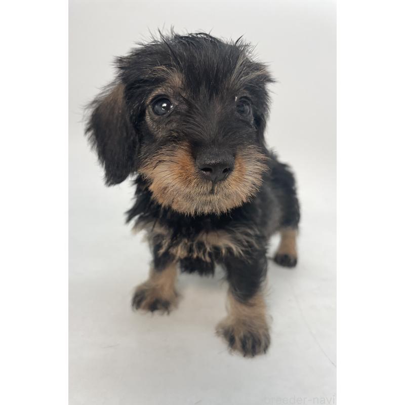 販売中の千葉県のミニチュアダックスフンド(ワイヤーヘアード)-431043の3枚目