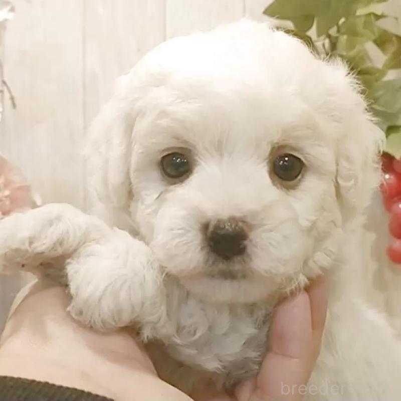 販売中の愛知県のビションフリーゼ-434230