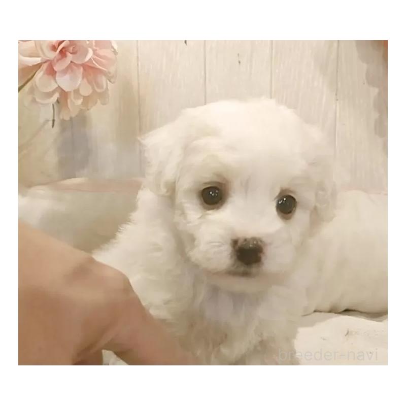 販売中の愛知県のビションフリーゼ-434230の6枚目