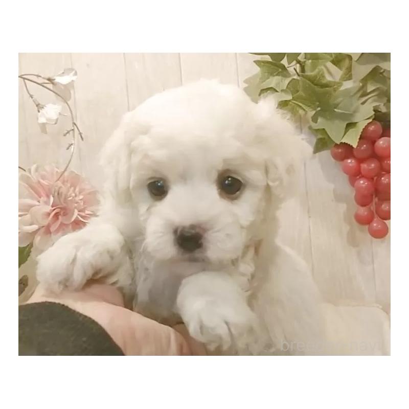 販売中の愛知県のビションフリーゼ-434230の4枚目