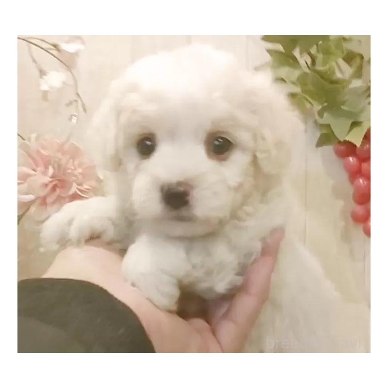 販売中の愛知県のビションフリーゼ-434230の3枚目