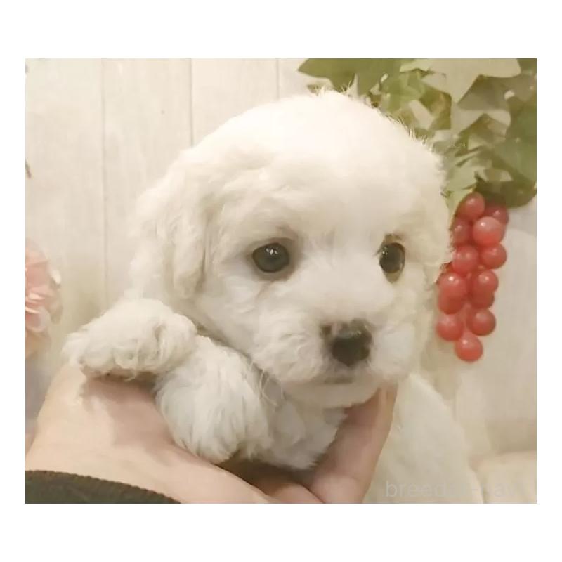 販売中の愛知県のビションフリーゼ-434230の2枚目