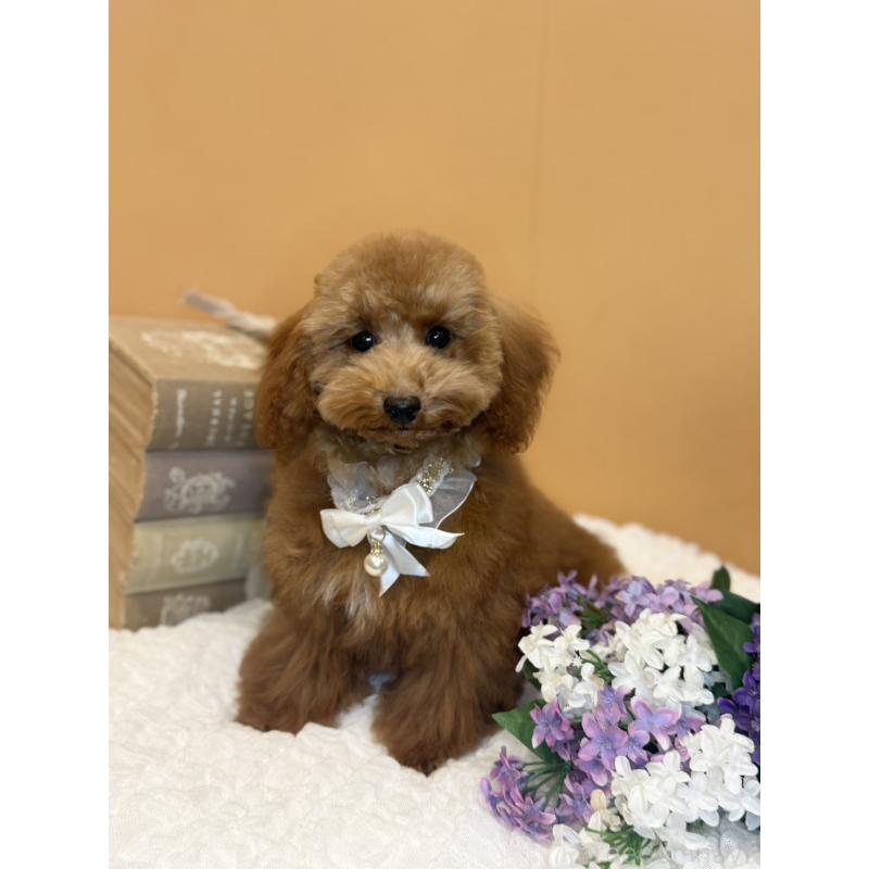 成約済の茨城県のタイニープードル-417824の9枚目