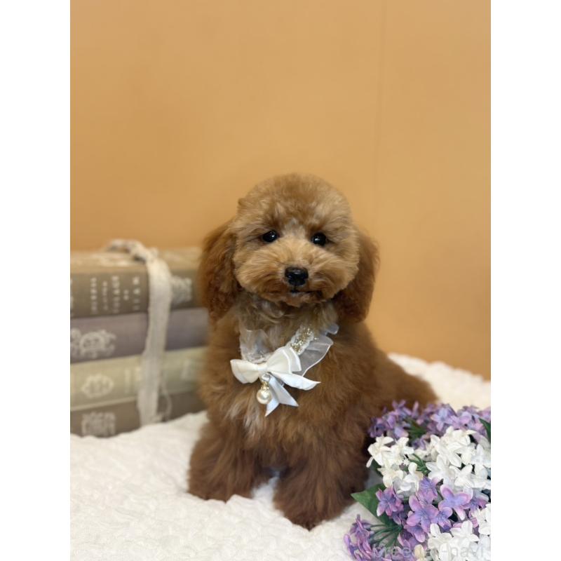 成約済の茨城県のタイニープードル-417824の8枚目