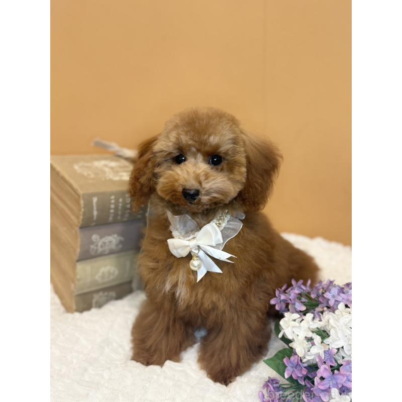 成約済の茨城県のタイニープードル-417824の7枚目