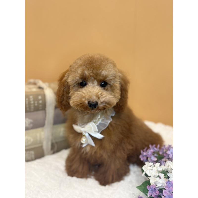 成約済の茨城県のタイニープードル-417824の6枚目