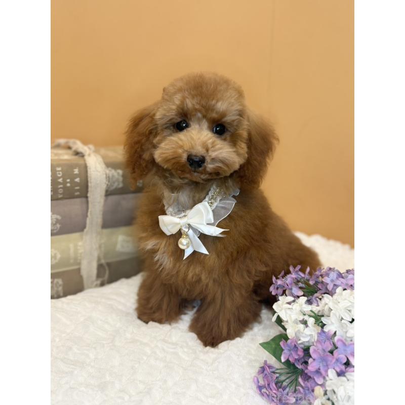 成約済の茨城県のタイニープードル-417824の5枚目