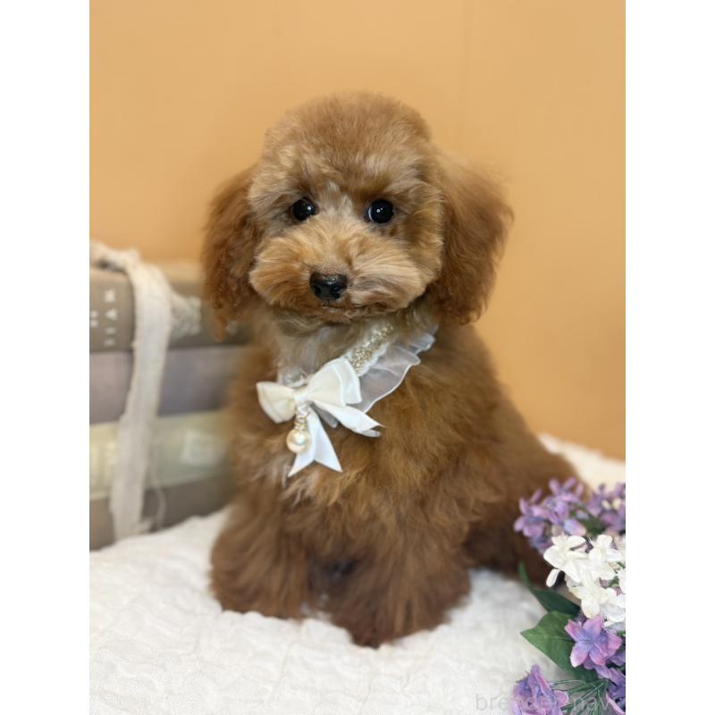 成約済の茨城県のタイニープードル-417824の3枚目