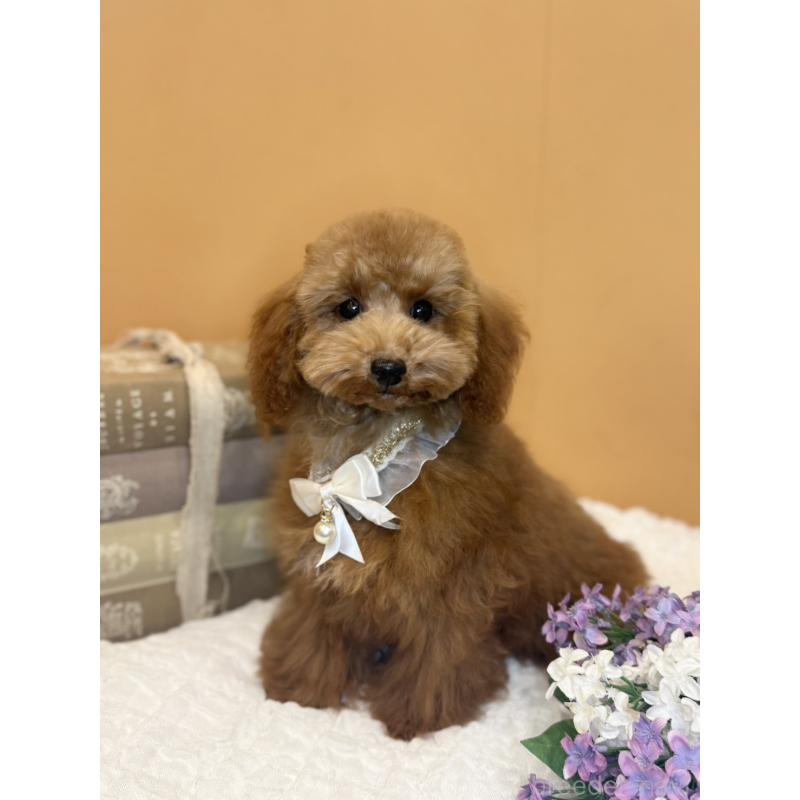 成約済の茨城県のタイニープードル-417824の4枚目