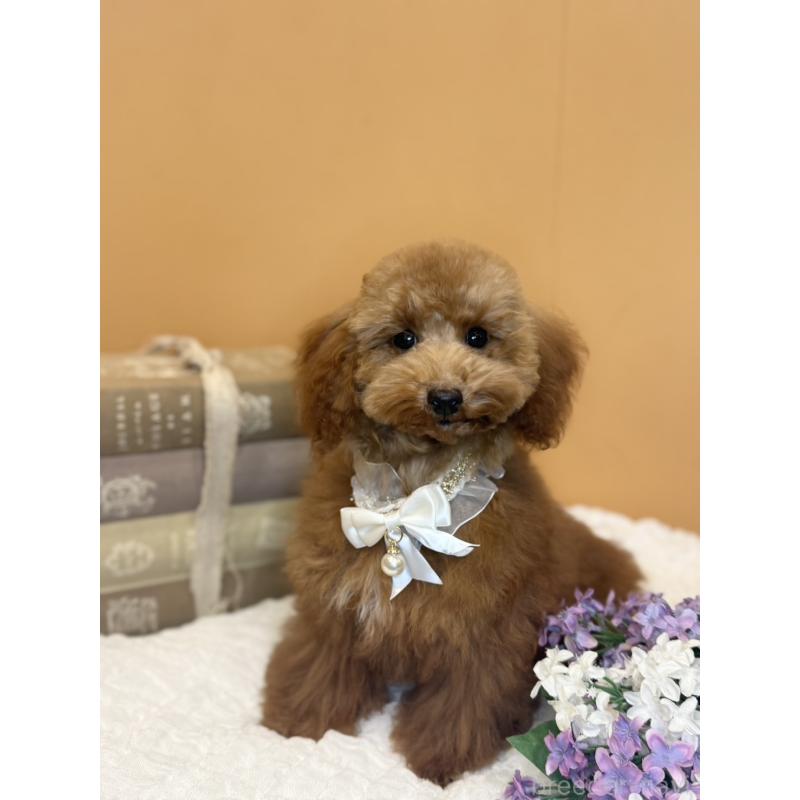 成約済の茨城県のタイニープードル-417824の2枚目