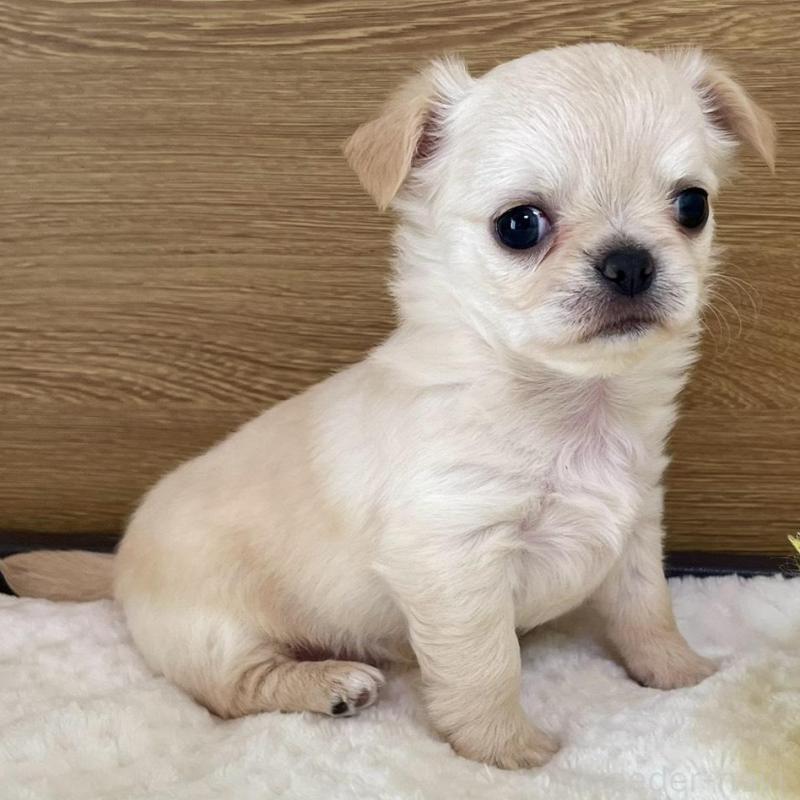 販売中の栃木県のチワワ(ロングコート)-434232の1枚目