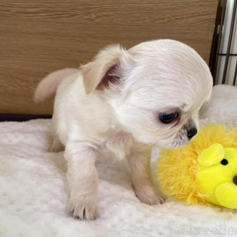 販売中の栃木県のチワワ(ロングコート)-434232の3枚目