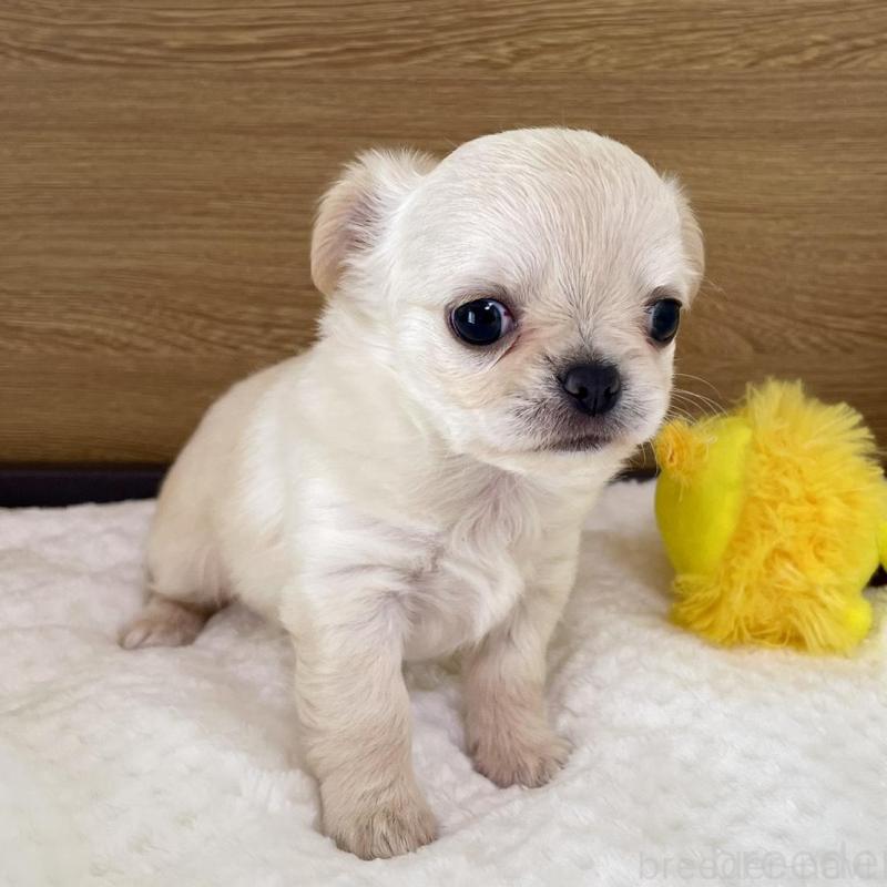 販売中の栃木県のチワワ(ロングコート)-434232の2枚目