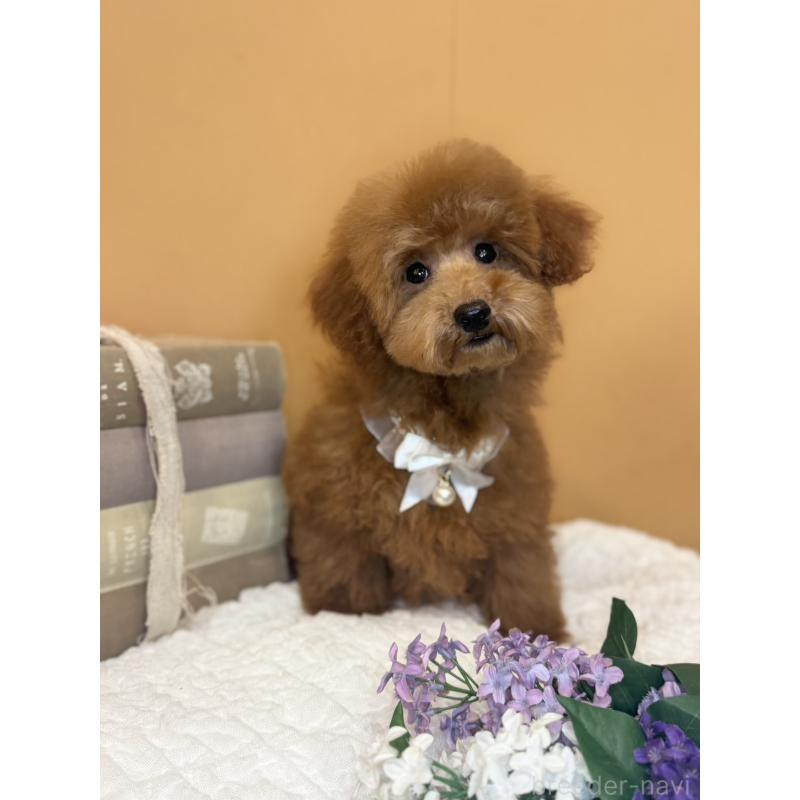 販売中の茨城県のタイニープードル-418677の9枚目