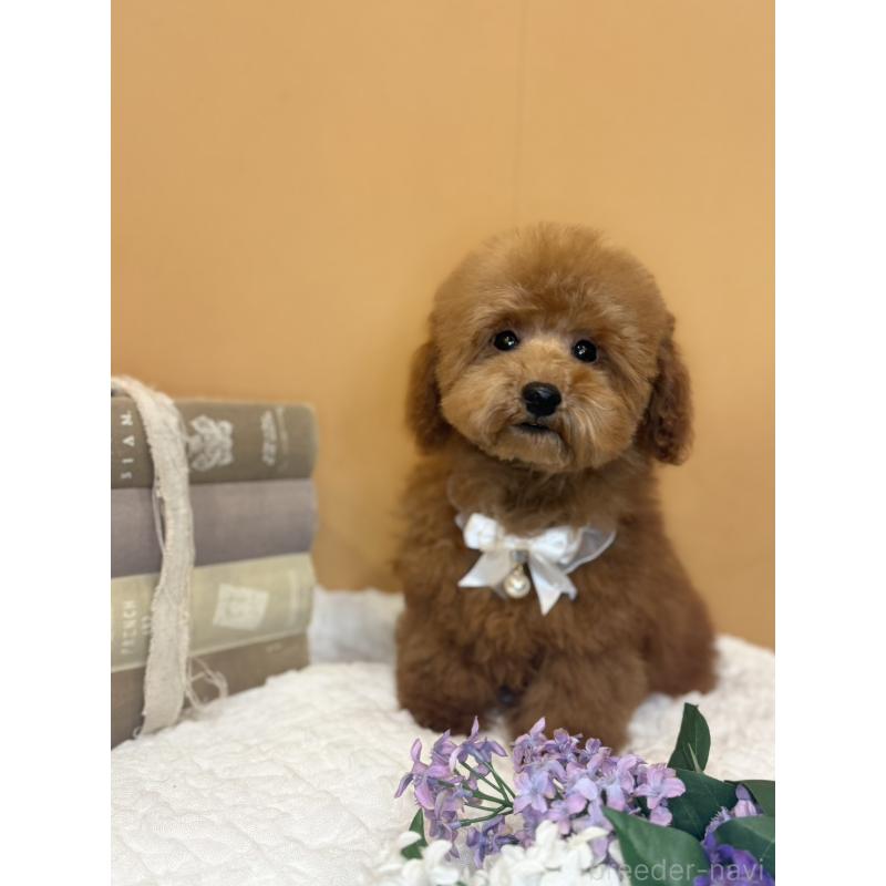 販売中の茨城県のタイニープードル-418677の8枚目