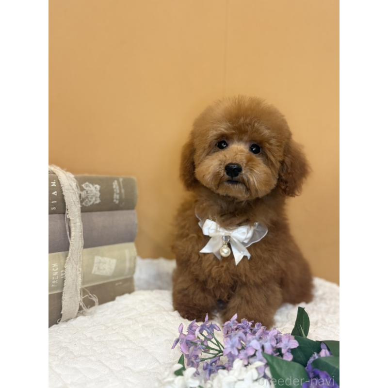 販売中の茨城県のタイニープードル-418677の7枚目