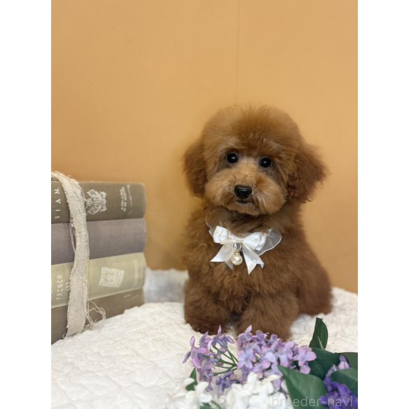 販売中の茨城県のタイニープードル-418677の6枚目