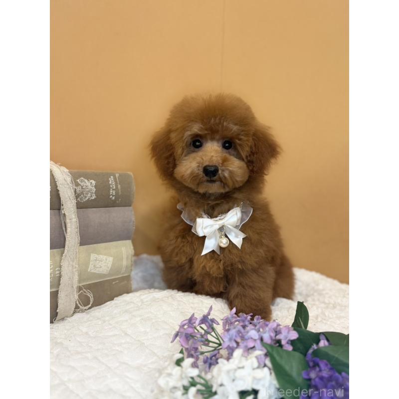 販売中の茨城県のタイニープードル-418677の5枚目