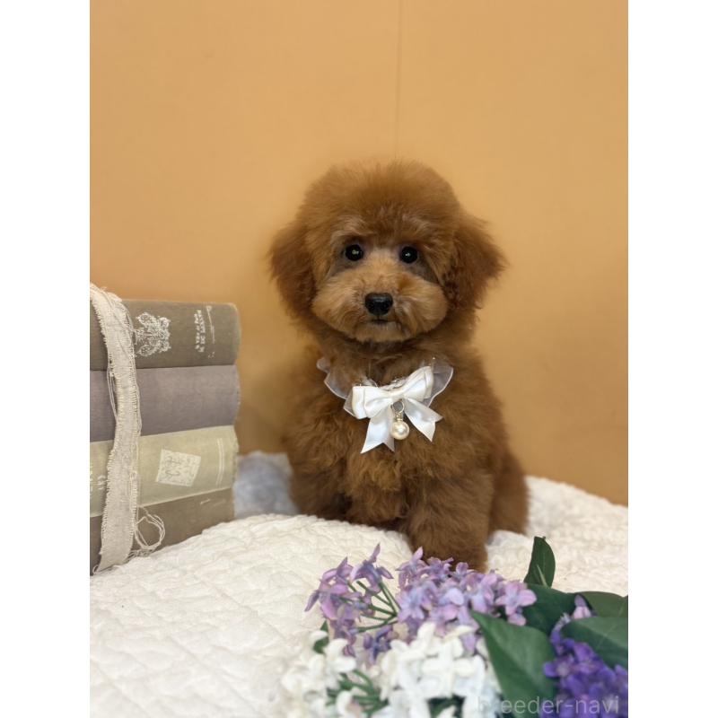 販売中の茨城県のタイニープードル-418677の4枚目