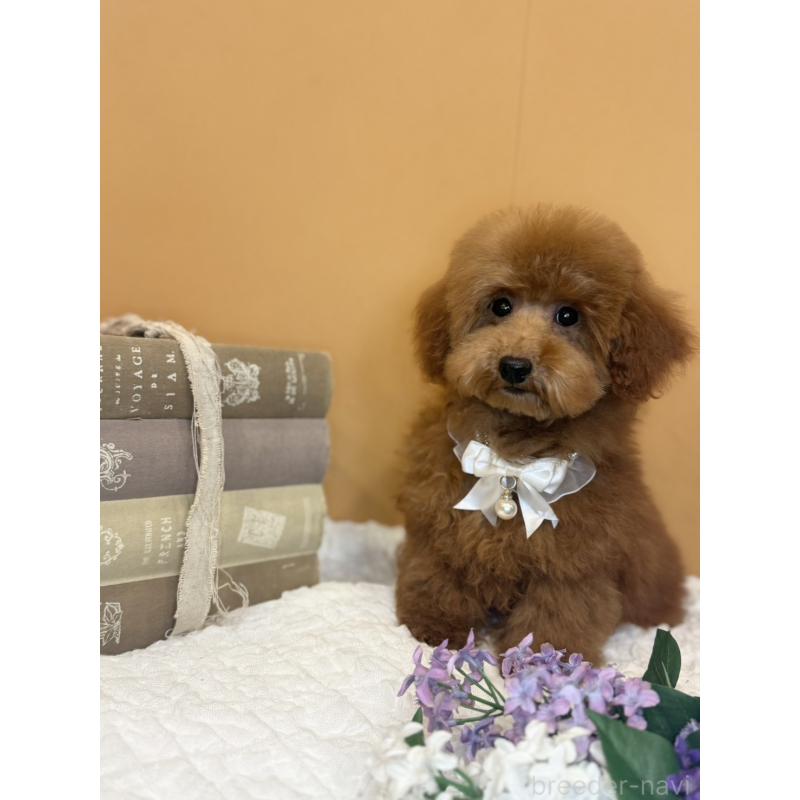 販売中の茨城県のタイニープードル-418677の3枚目