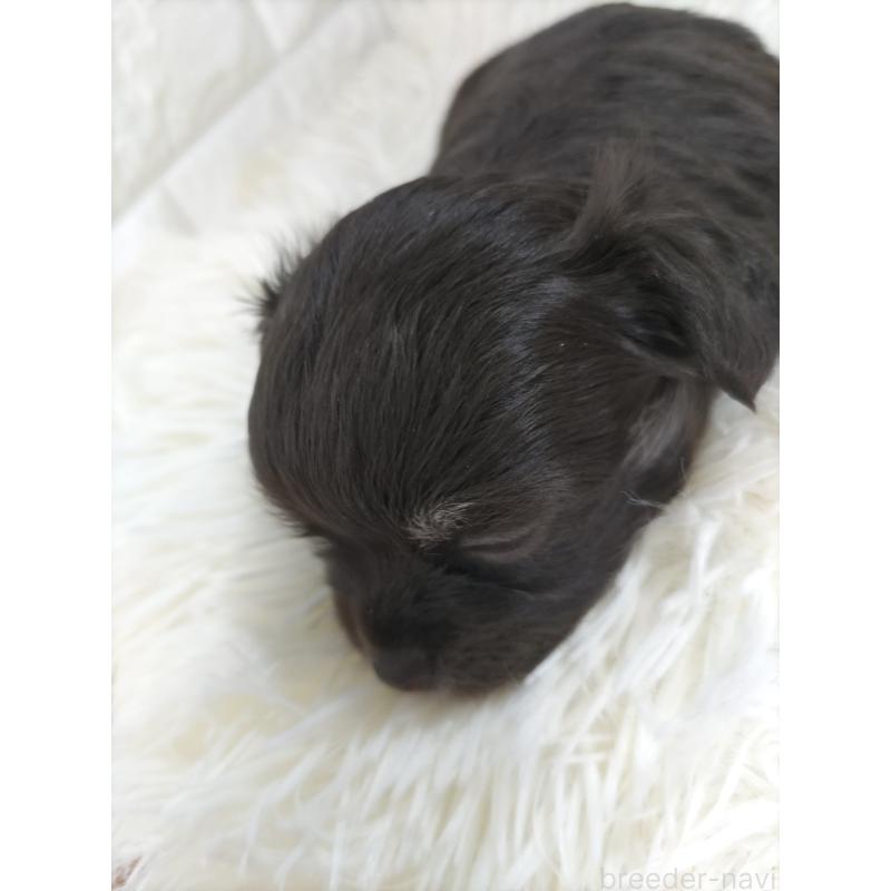 販売中の愛知県のチワワ(ロングコート)-428885の7枚目